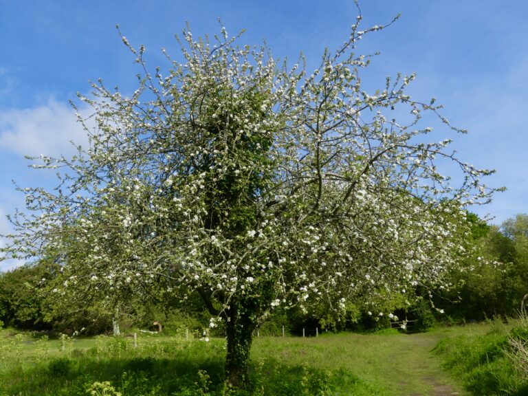 Lire la suite à propos de l’article …de la terre ou se font les arbres